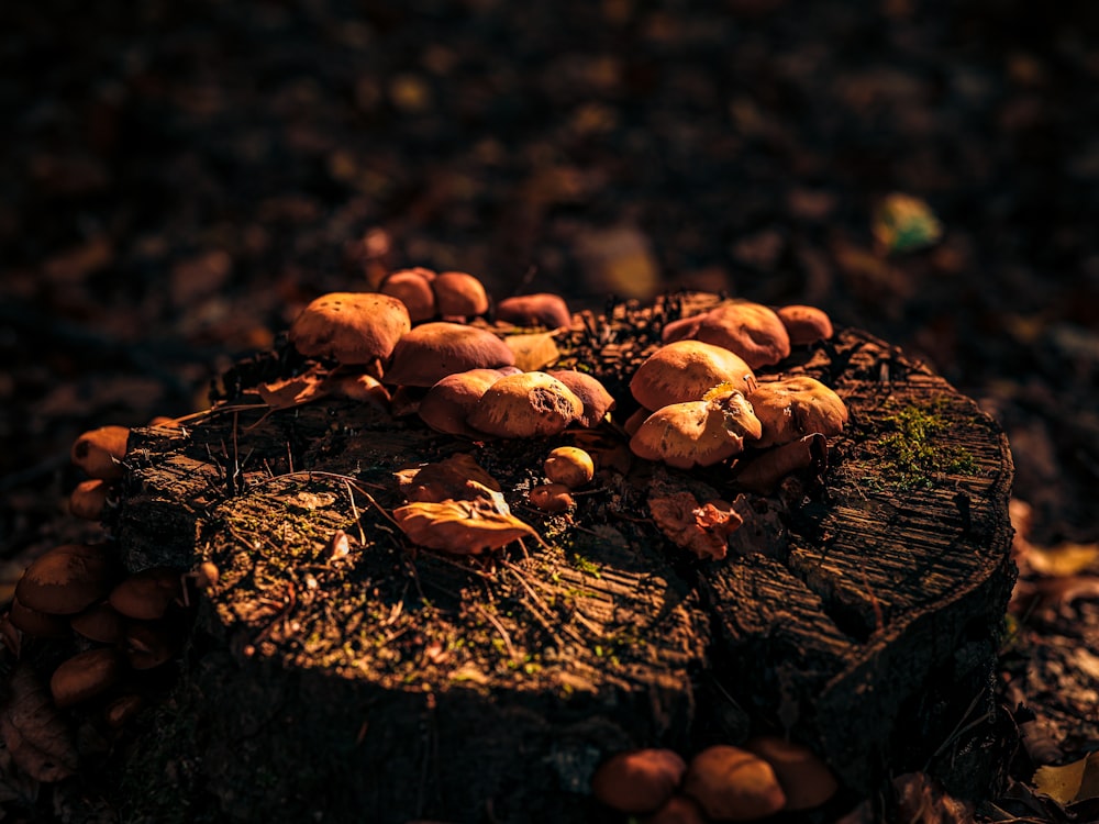 a group of mushrooms growing on a tree stump