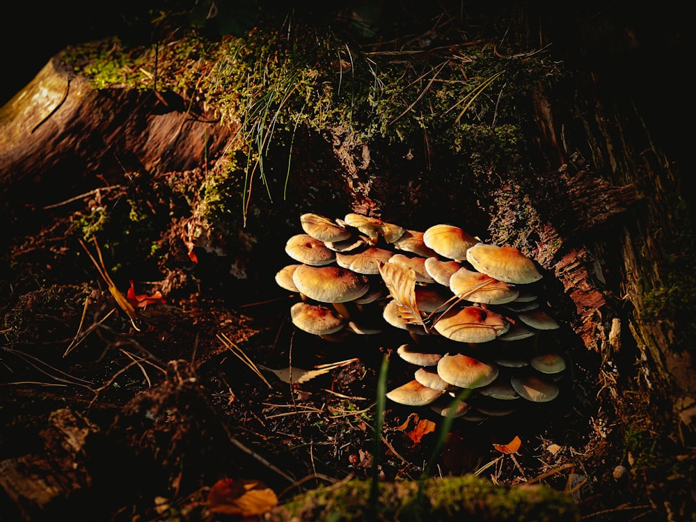 a group of mushrooms growing in a tree