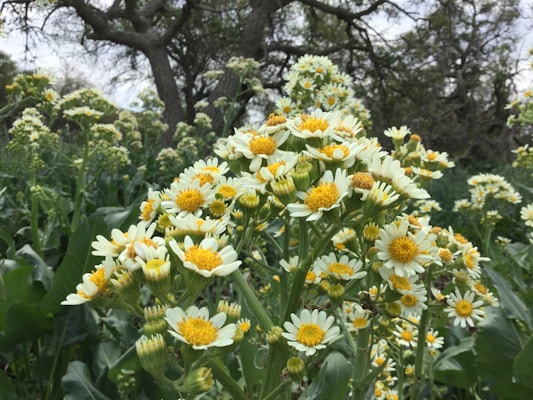 A cluster of white and yellow daisies in full bloom dominates the foreground, set against a backdrop of lush greenery and bare, twisted tree branches. The scene conveys a sense of natural abundance and tranquility.