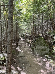 A serene landscape showing a winding trail through a dense forest bathed in warm earthy tones.