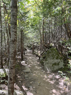 A peaceful forest path winding through moss-covered rocks and ferns