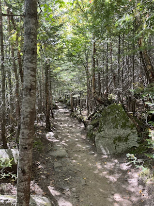A serene forest trail winding through moss-covered trees under soft sunlight.