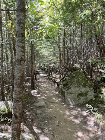 A neutral running trail winding through a peaceful forest at dawn.