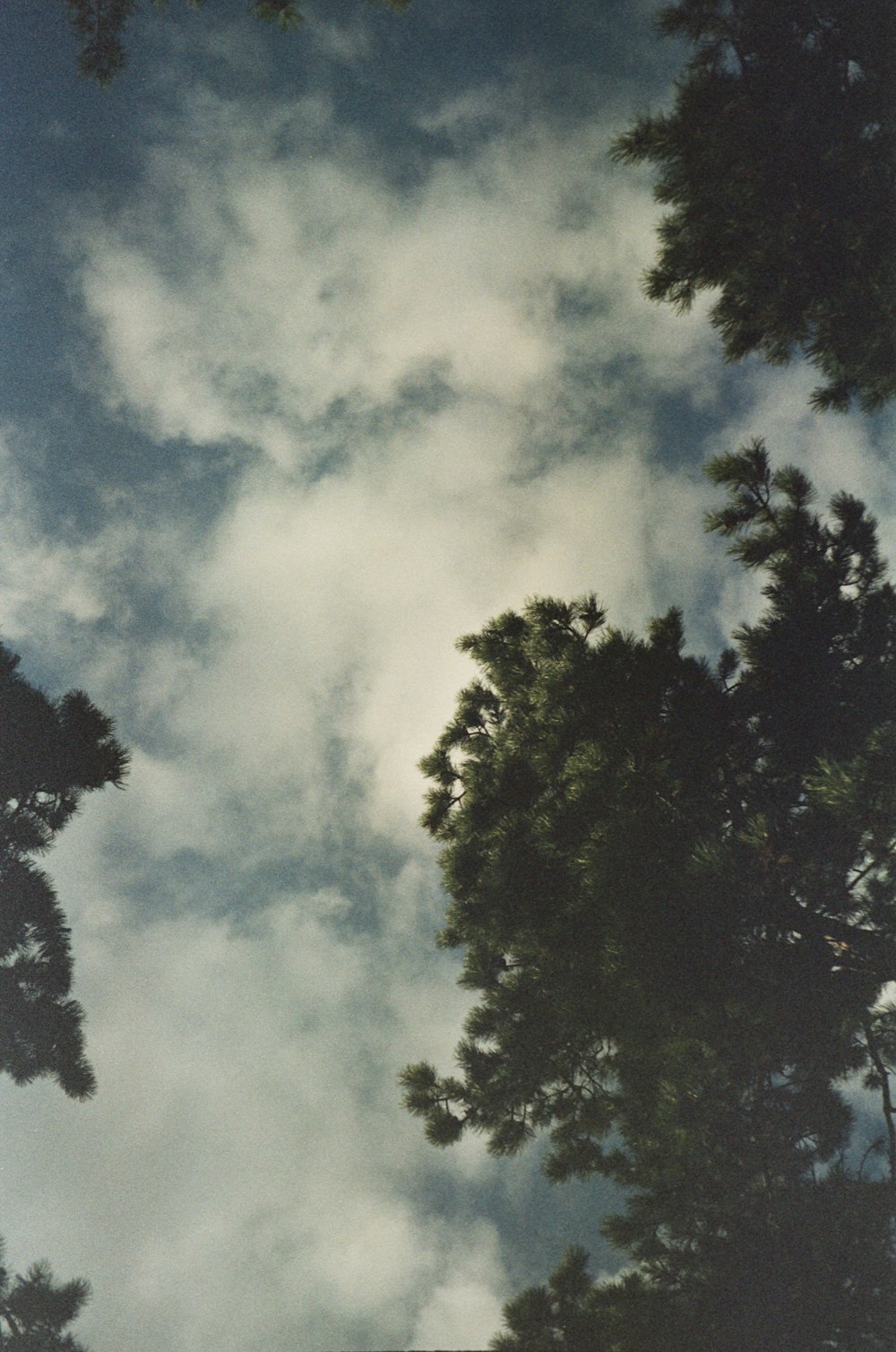 trees and clouds in the sky