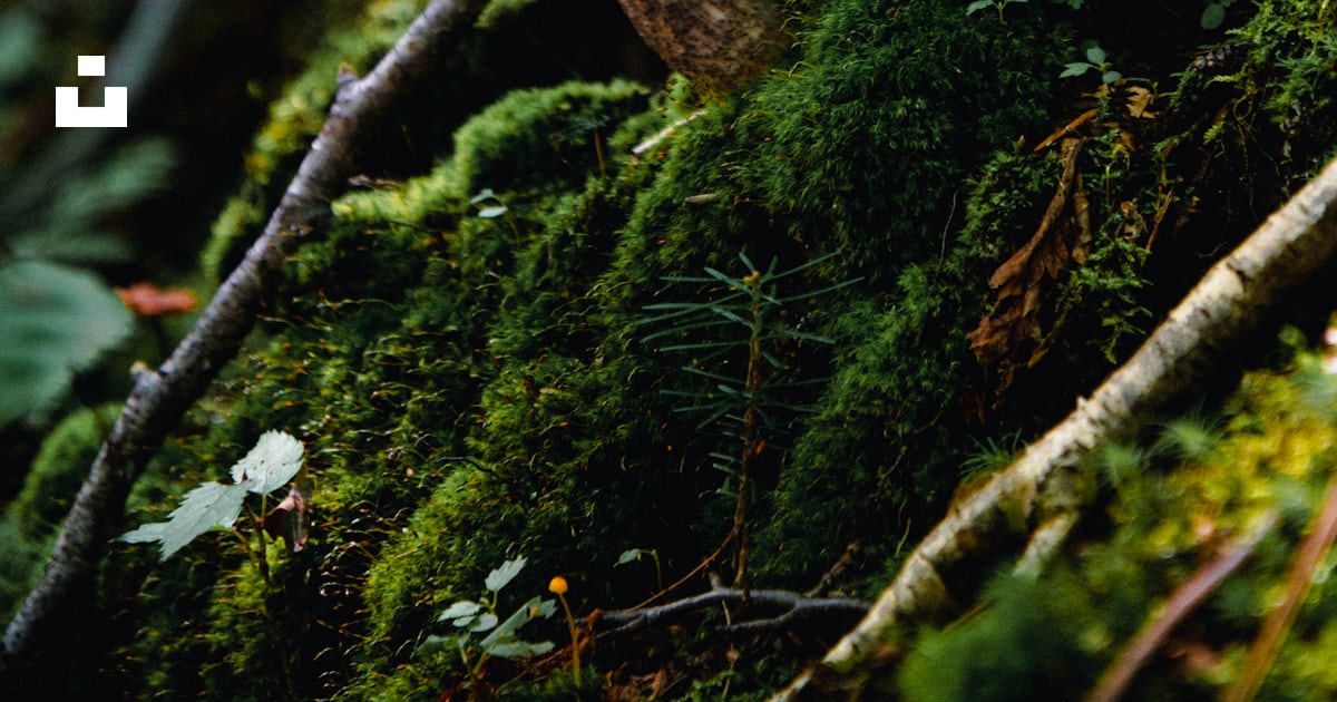 Foto Setas que crecen en un árbol Imagen Accueil Shannahan gratis en Unsplash Foto Setas que crecen en un árbol Imagen Accueil Shannahan gratis en Unsplash