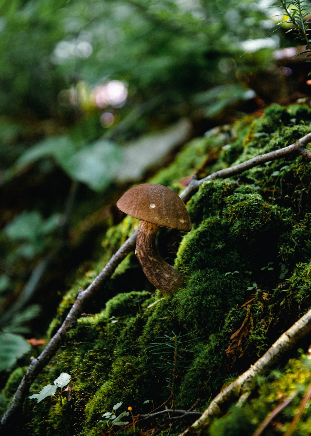 mushrooms growing on a tree