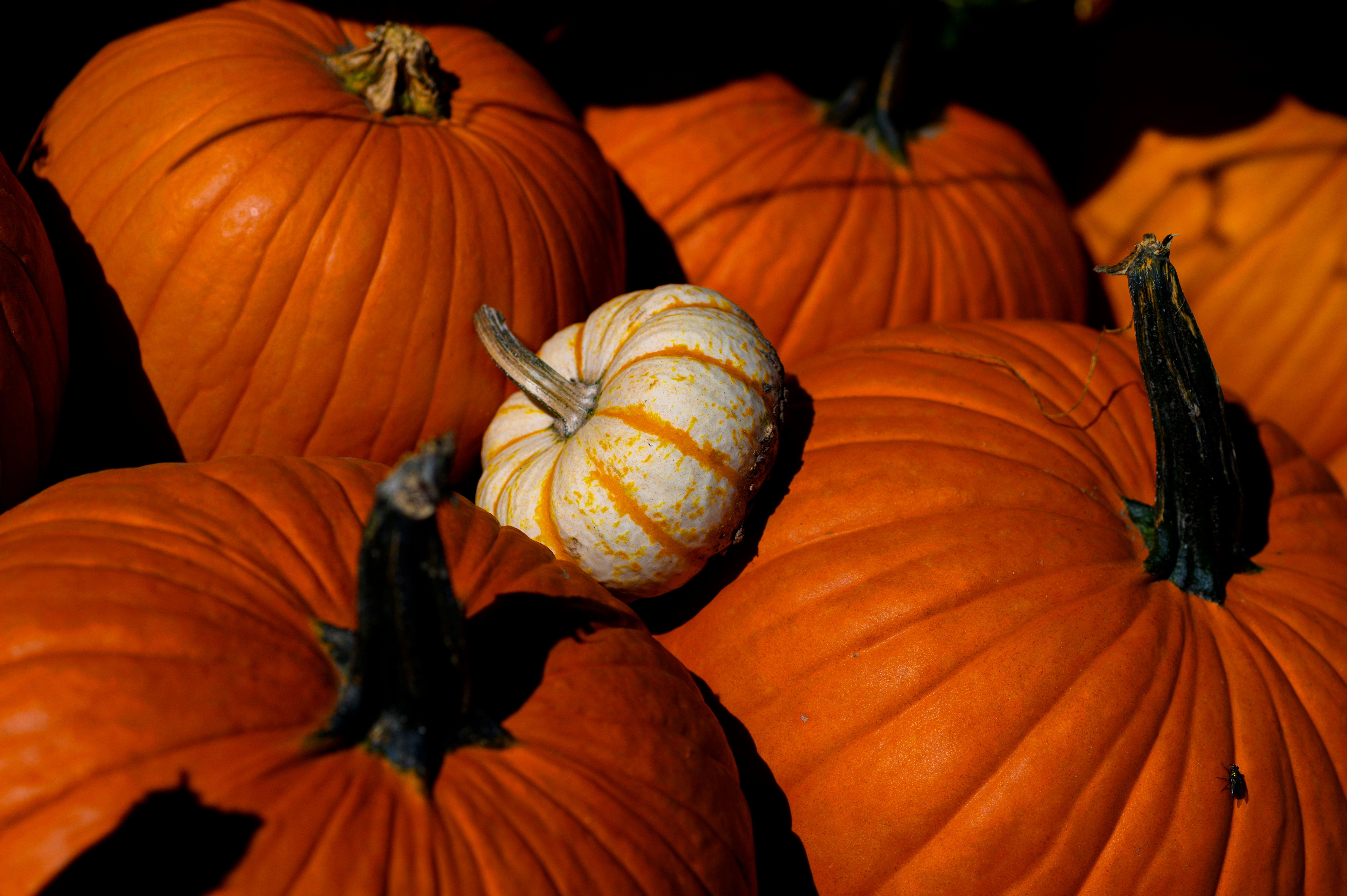 a group of pumpkins