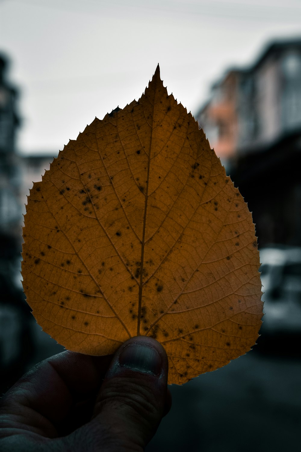 a hand holding a leaf