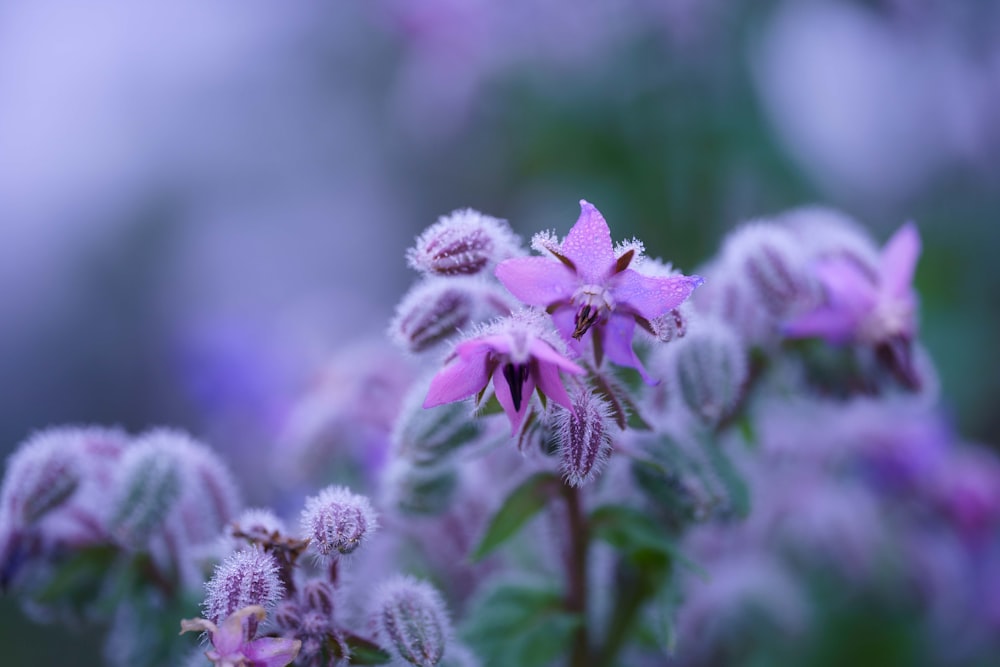 a close up of a flower