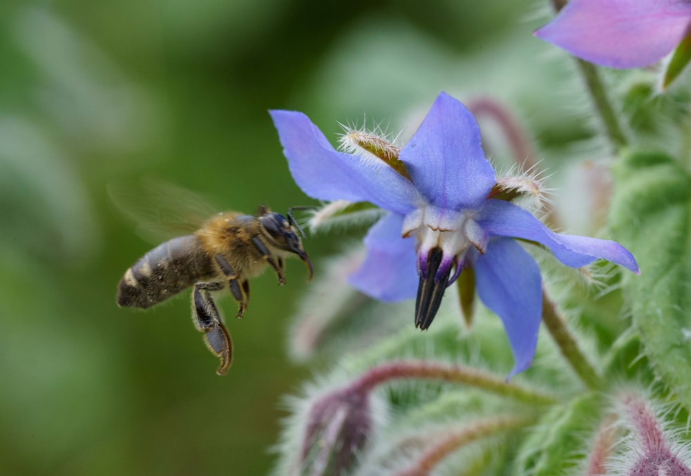 a bee on a flower