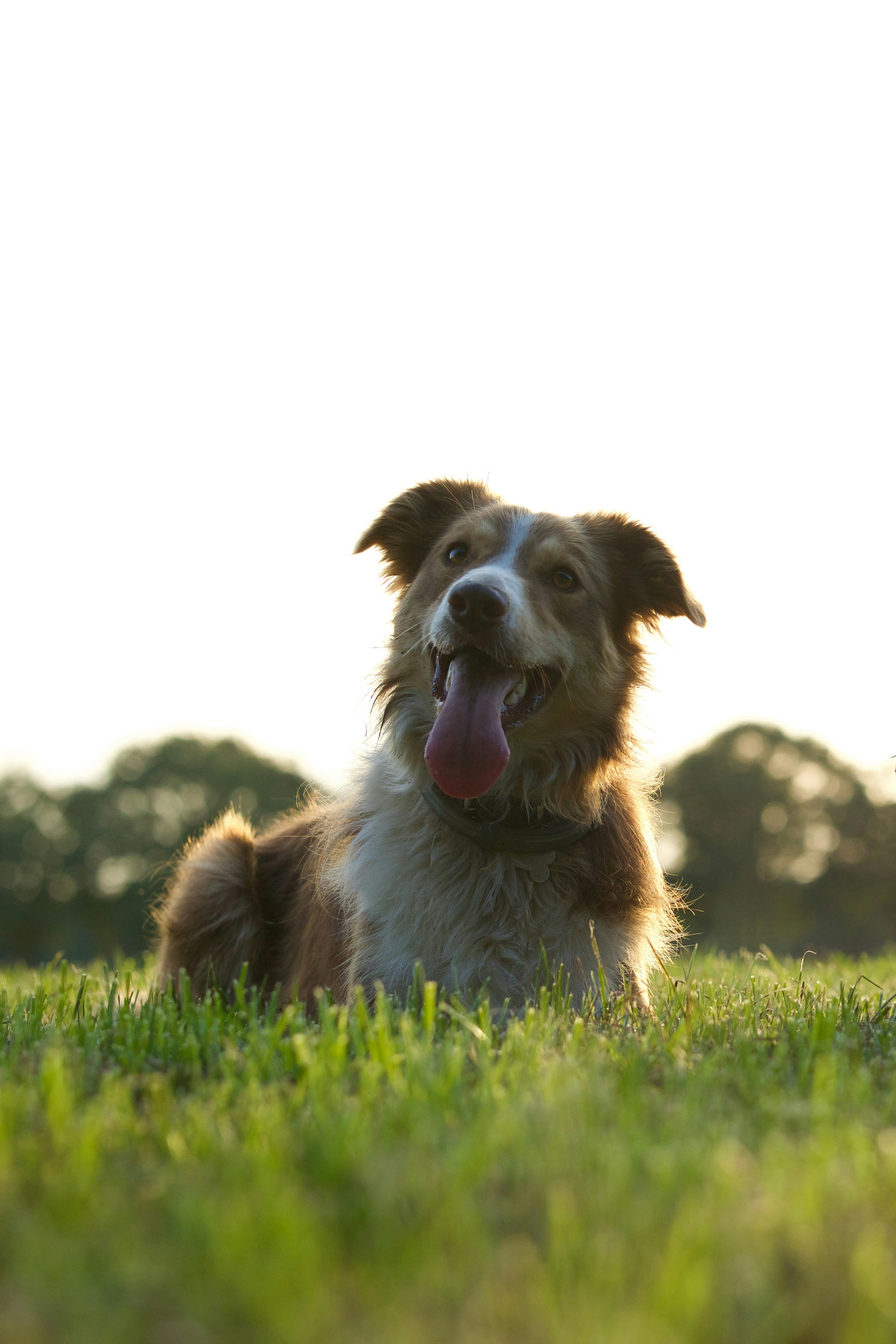 Photo by sjoerd42471