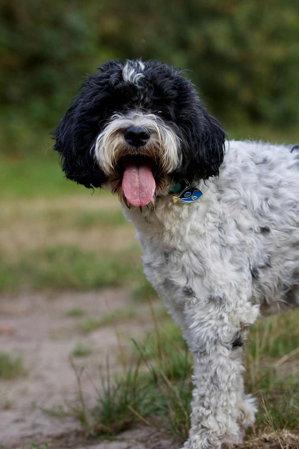 a dog standing outside