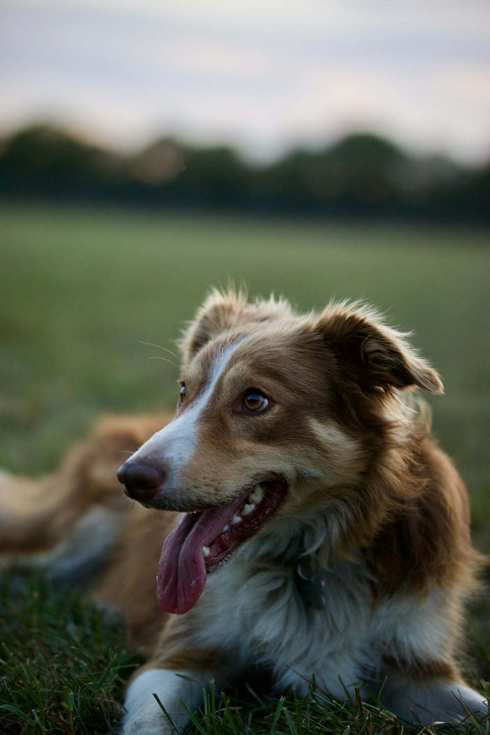 a dog lying on grass