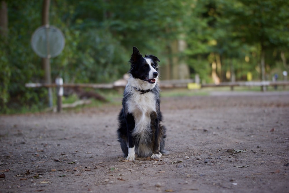 a dog standing on a dirt road