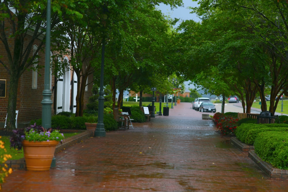 a wet street with trees and cars