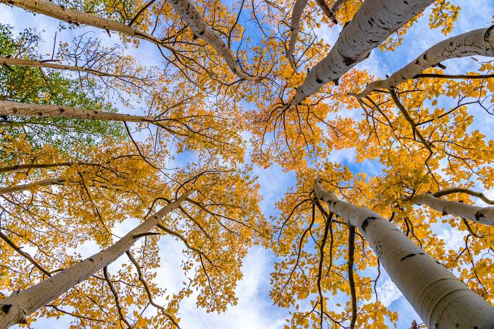 looking up at trees with yellow leaves