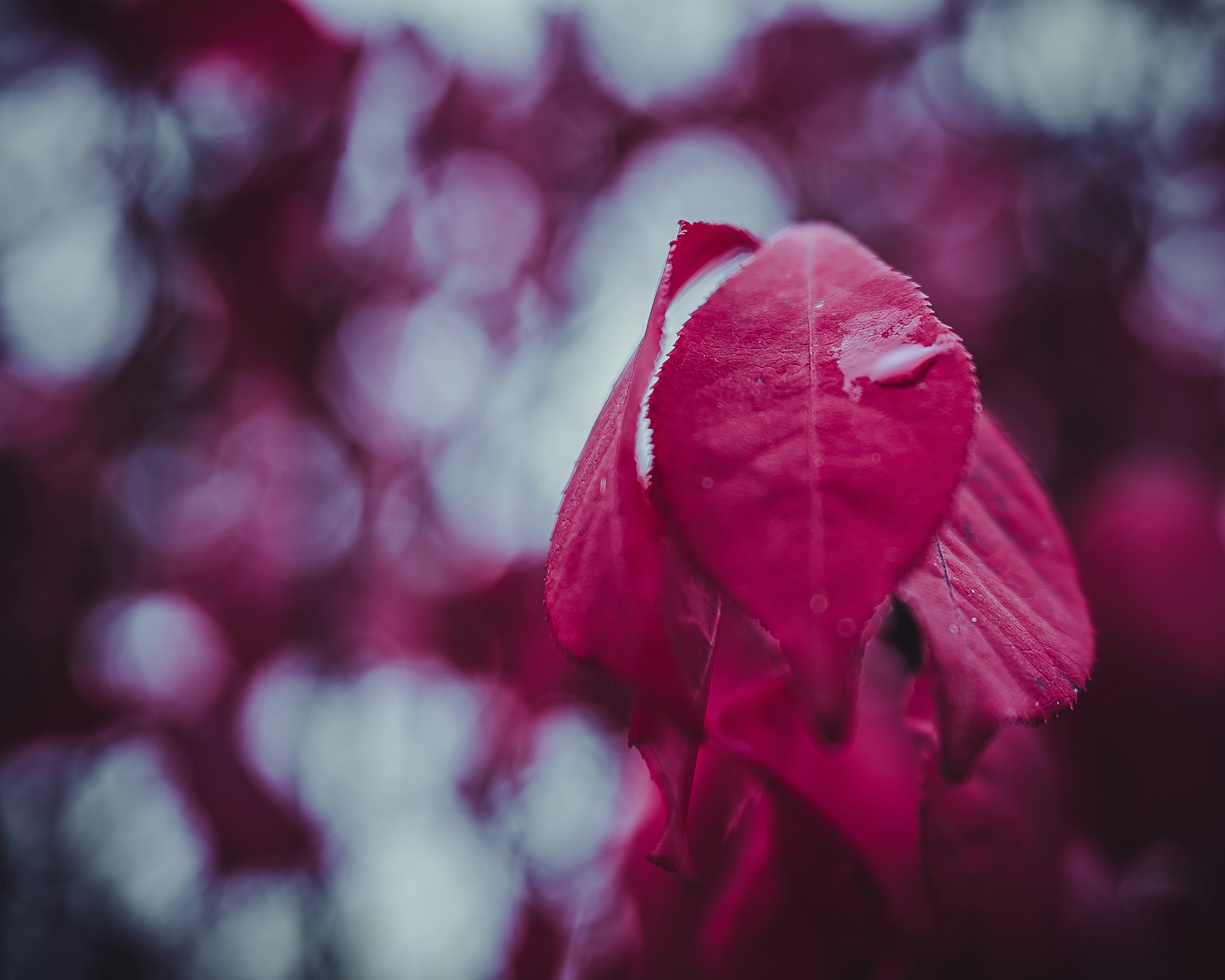 Photo by miles_samuel_photography