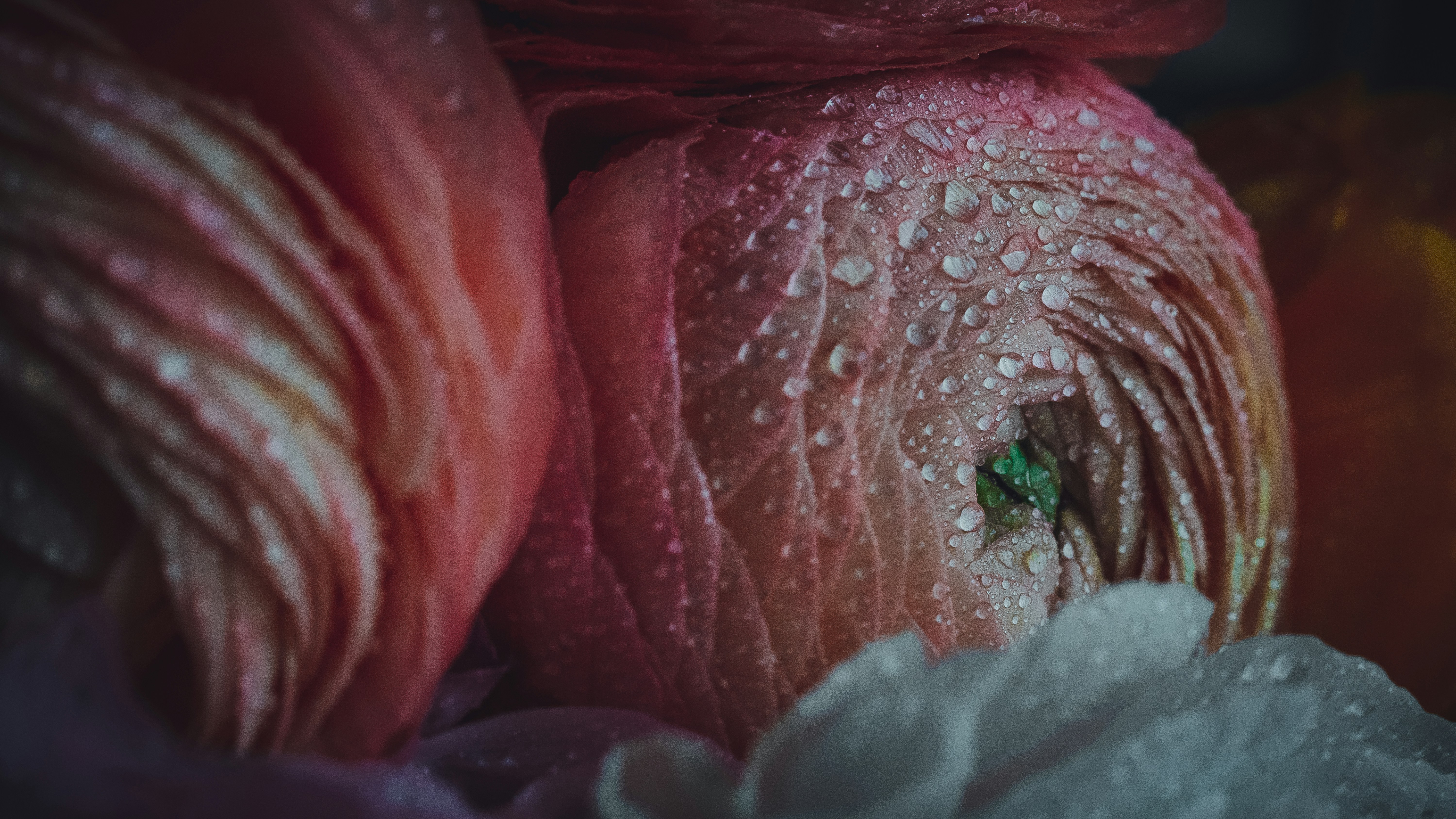 a bug on a flower