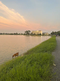 A peaceful lakeside trail with a dog sniffing the fresh grass near the water's edge.