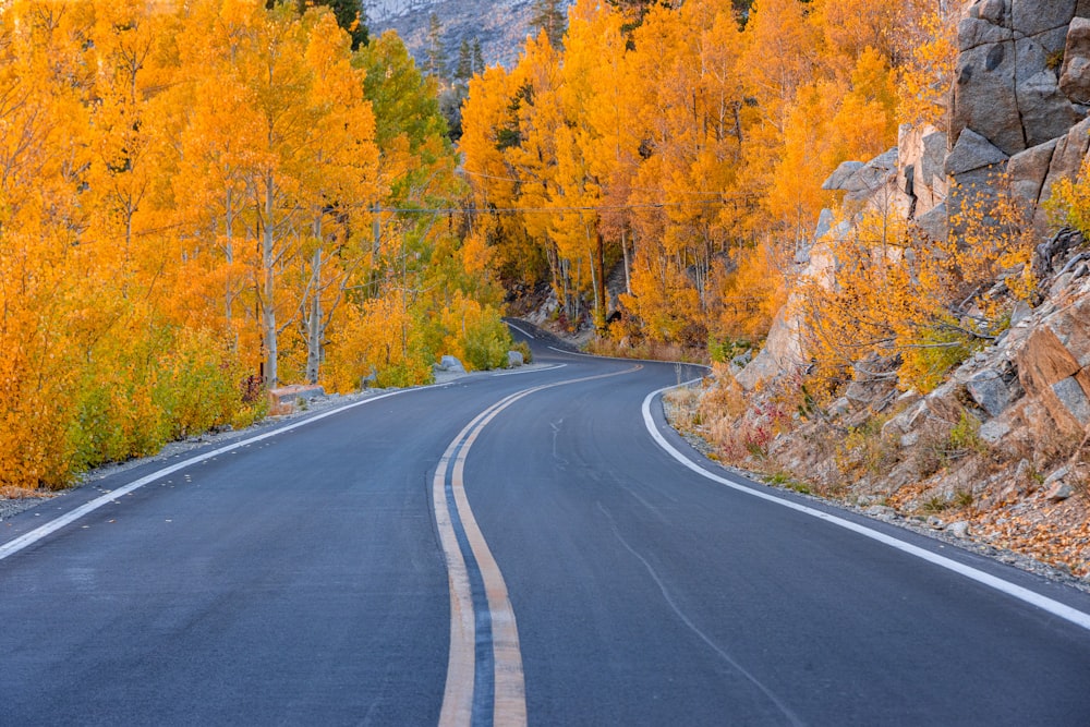 a road with trees on the side