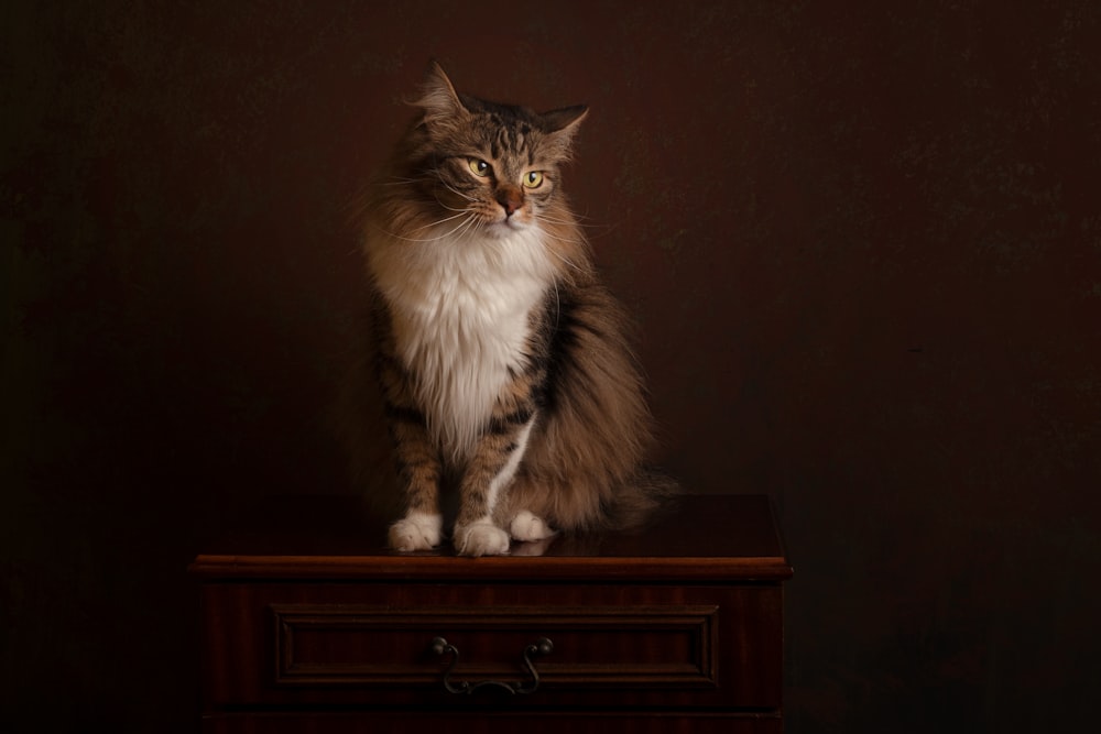 a cat sitting on a dresser