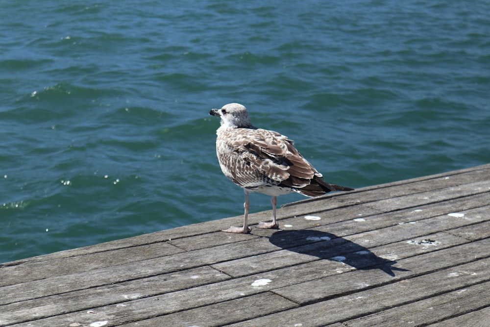 a couple of birds stand on a dock