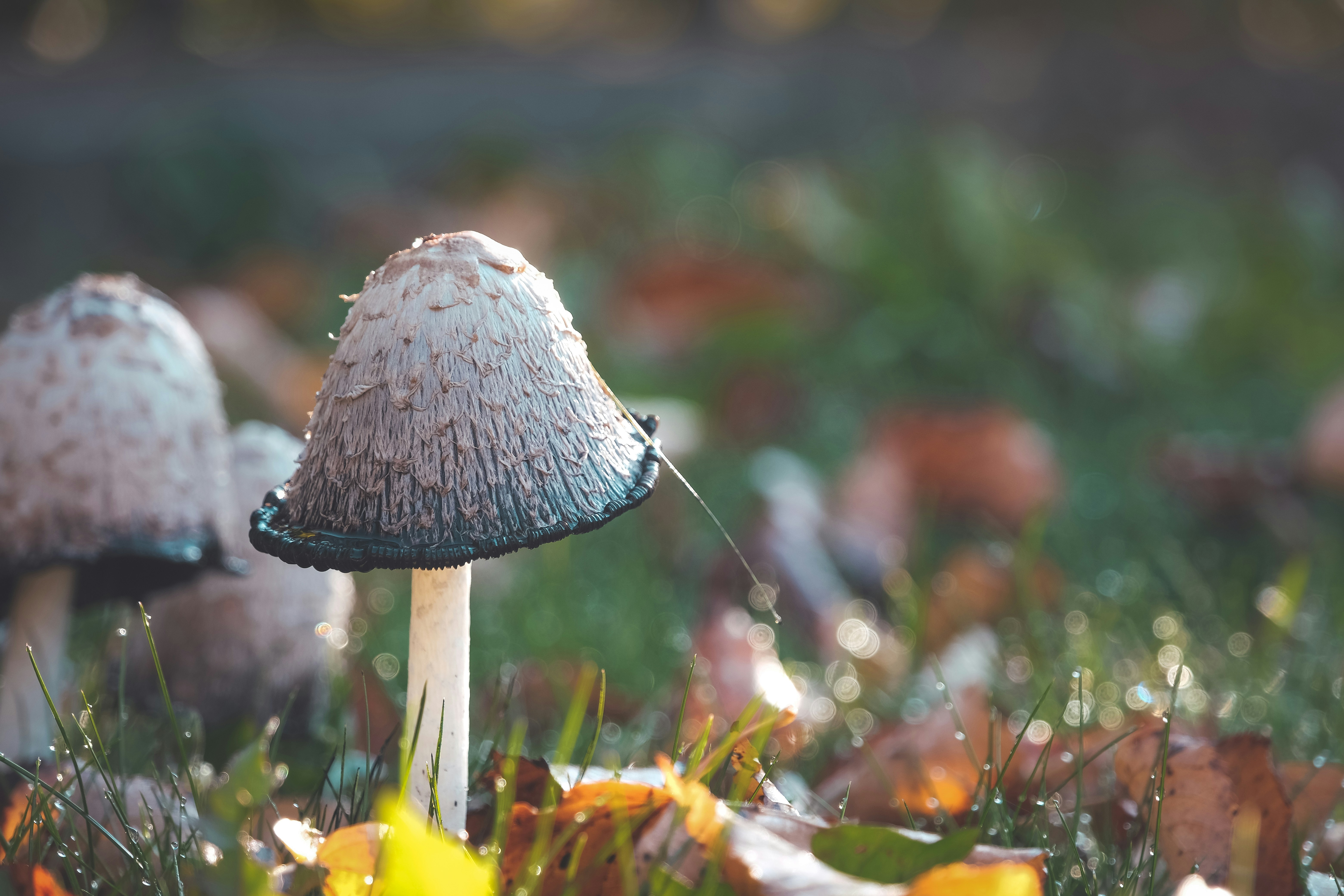 Photo by veronasenpai