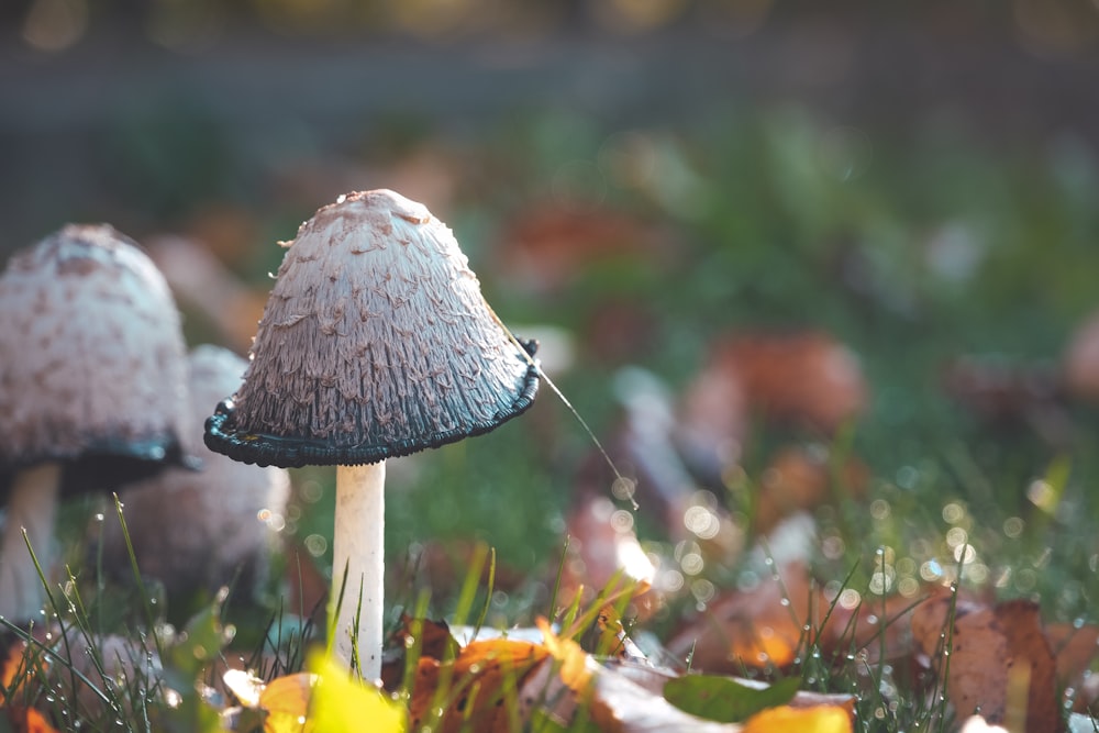 a close up of mushrooms