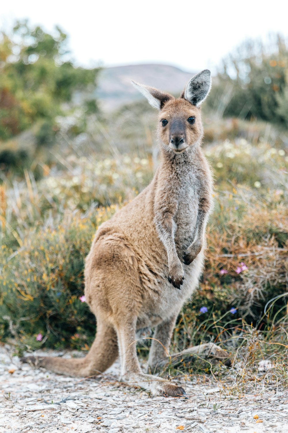 a kangaroo standing on its hind legs