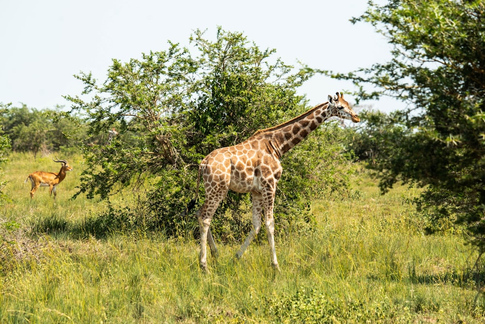 a giraffe and deer in a meadow