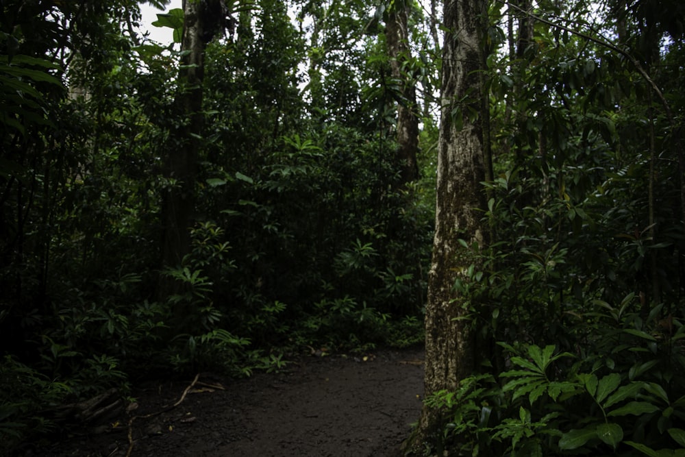 a dirt path through a forest