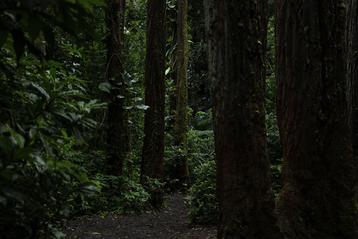 Rainforest Discovery Trail