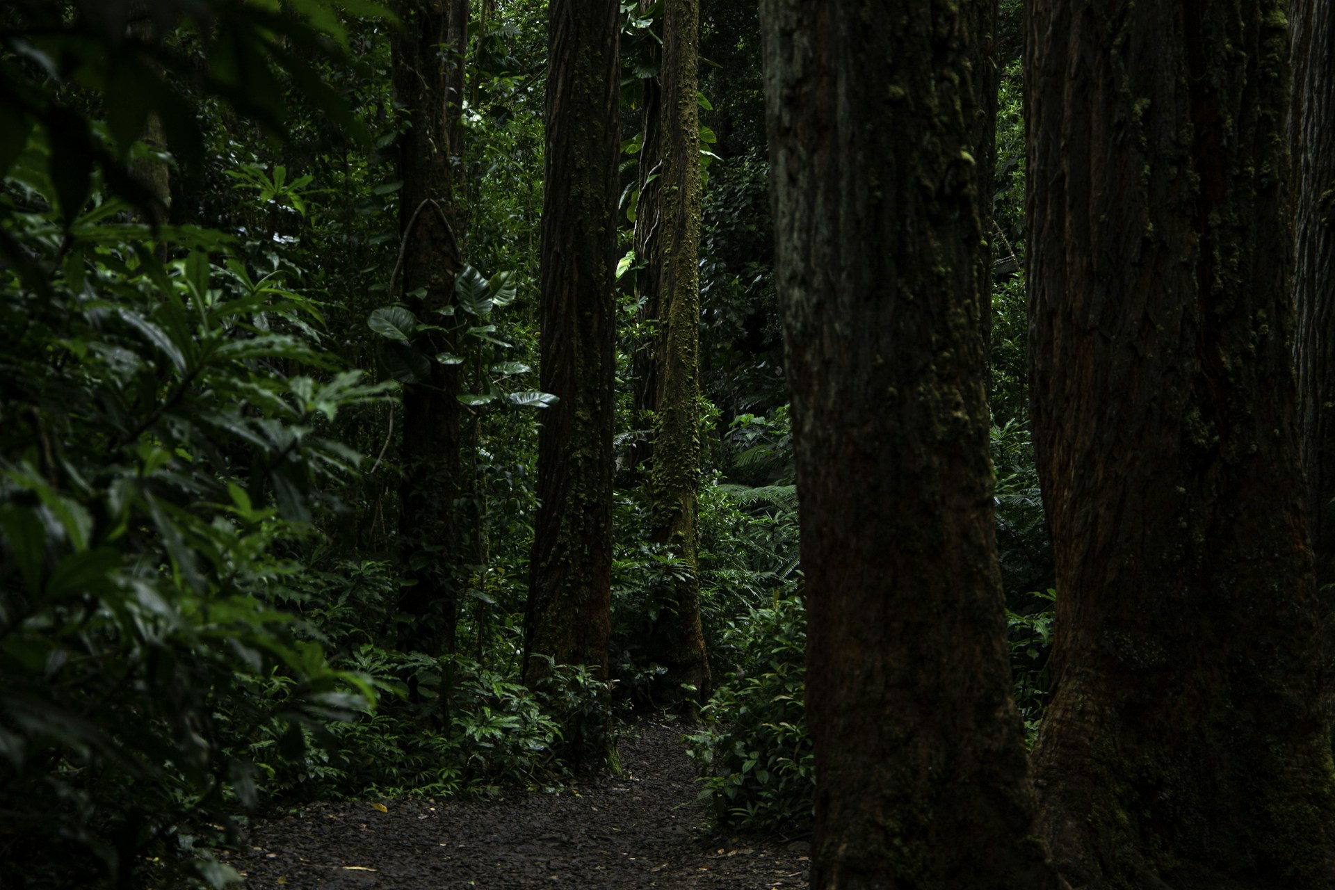 a forest with trees