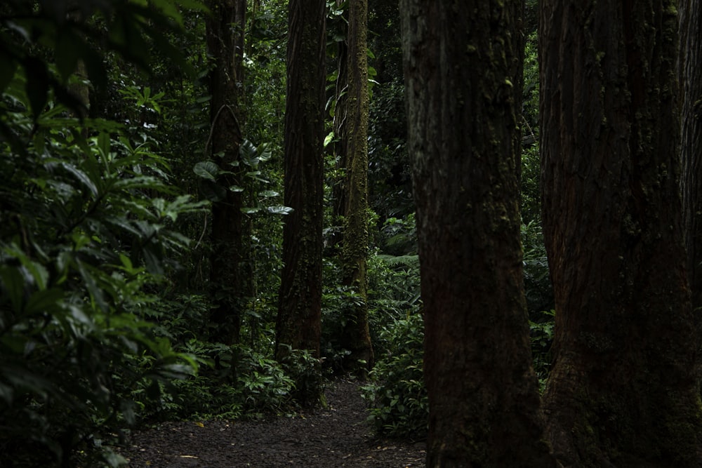 a forest with trees