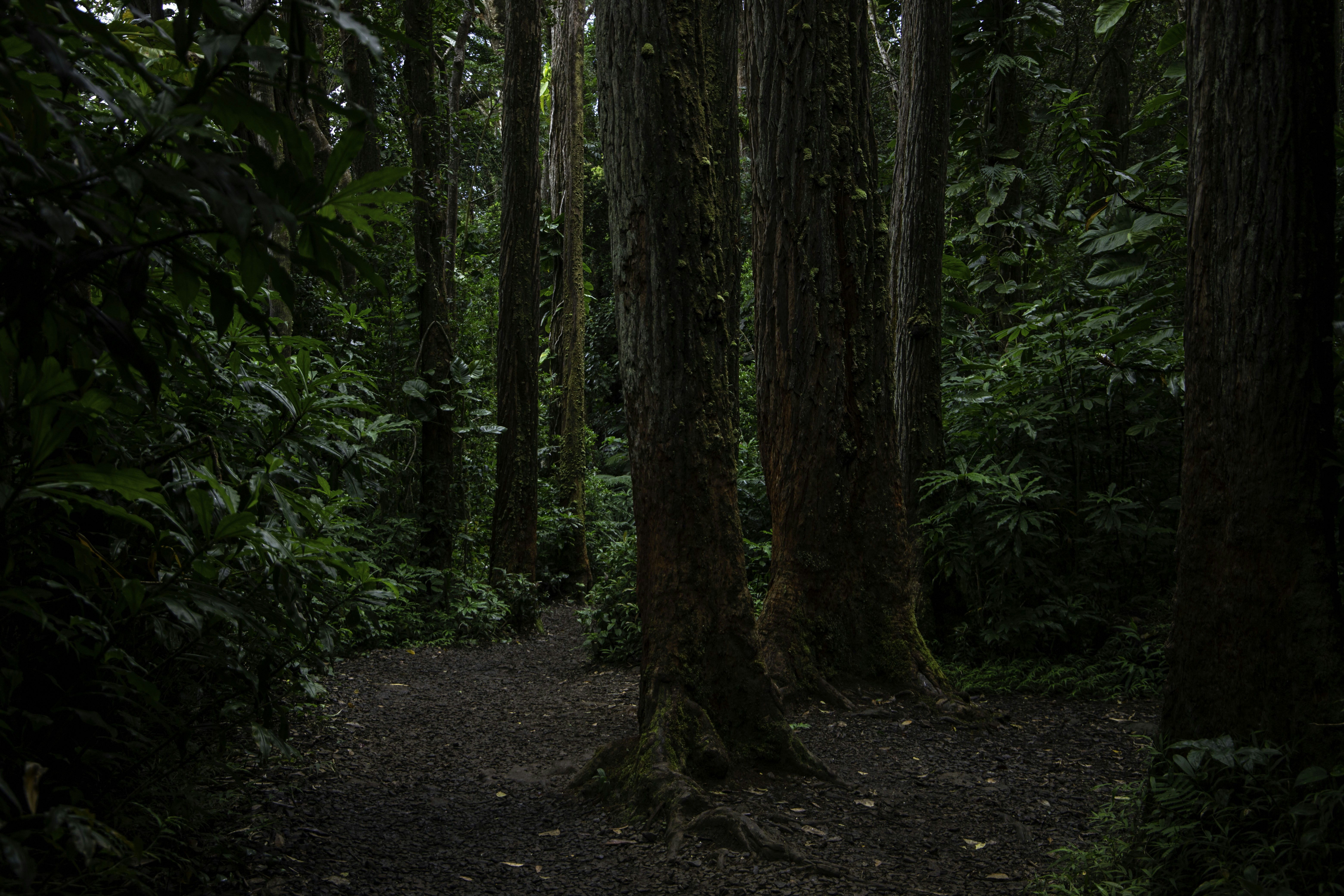 a path through a forest, 