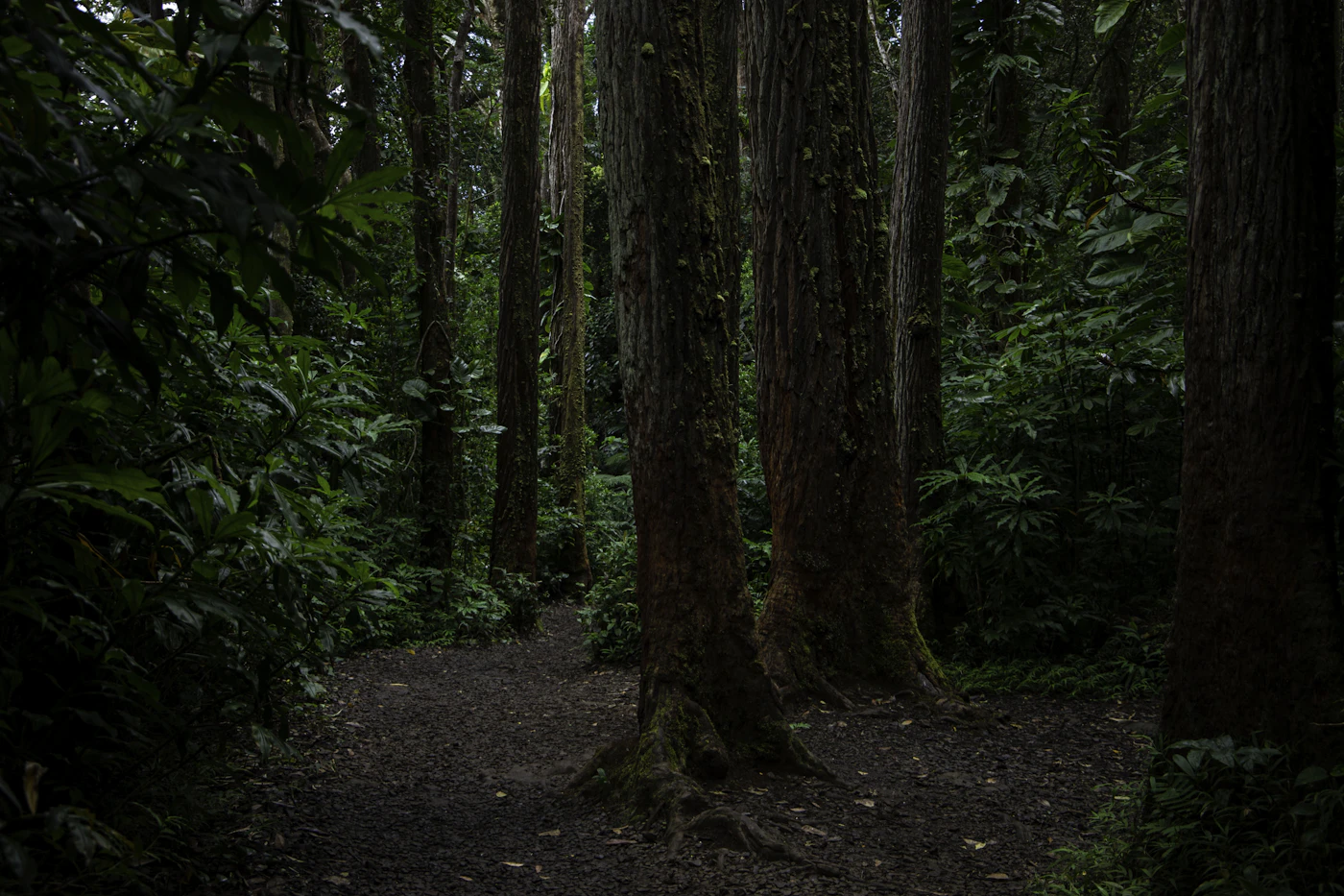 Family-friendly Hawaii rainforest trail near volcanic attractions - Photo from Unsplash
