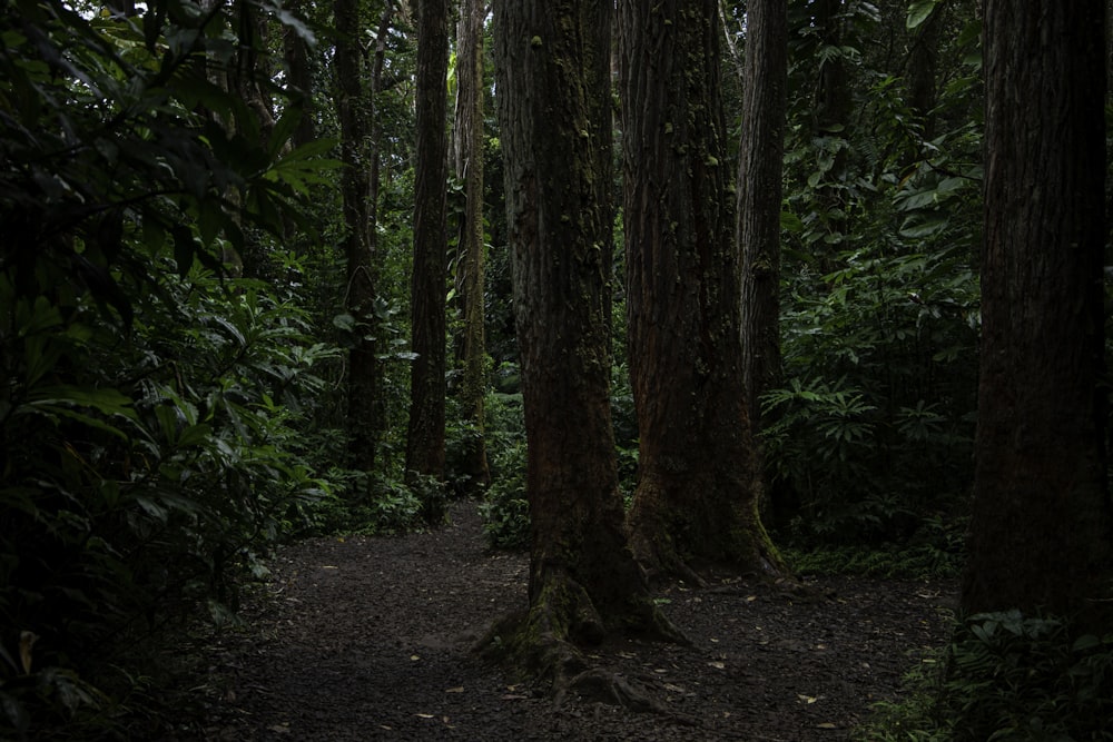 a path through a forest