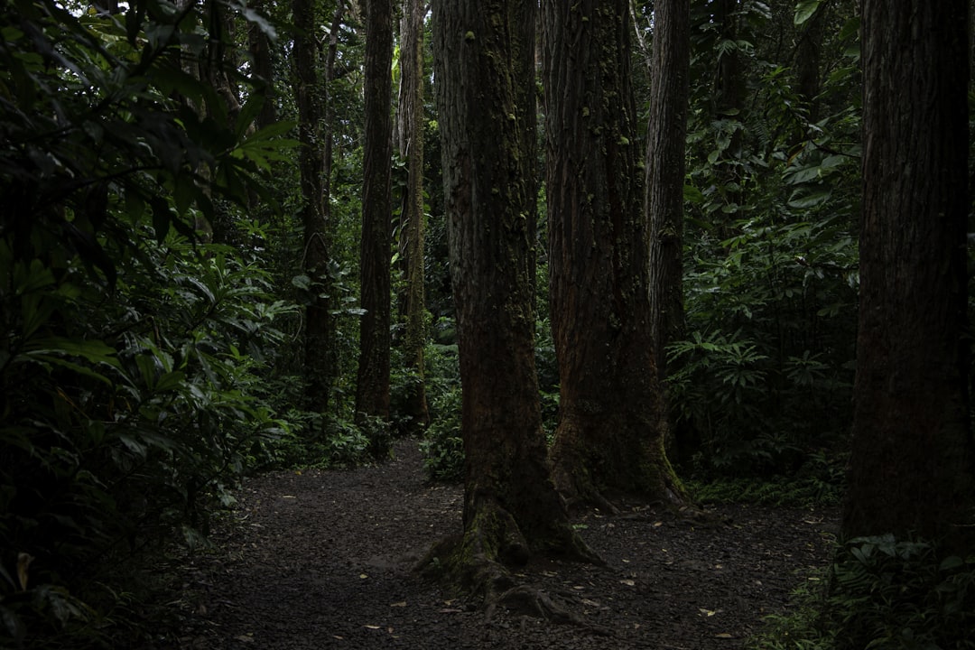 a path through a forest,