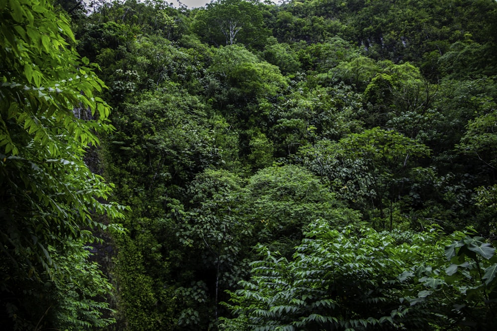 a forest of trees