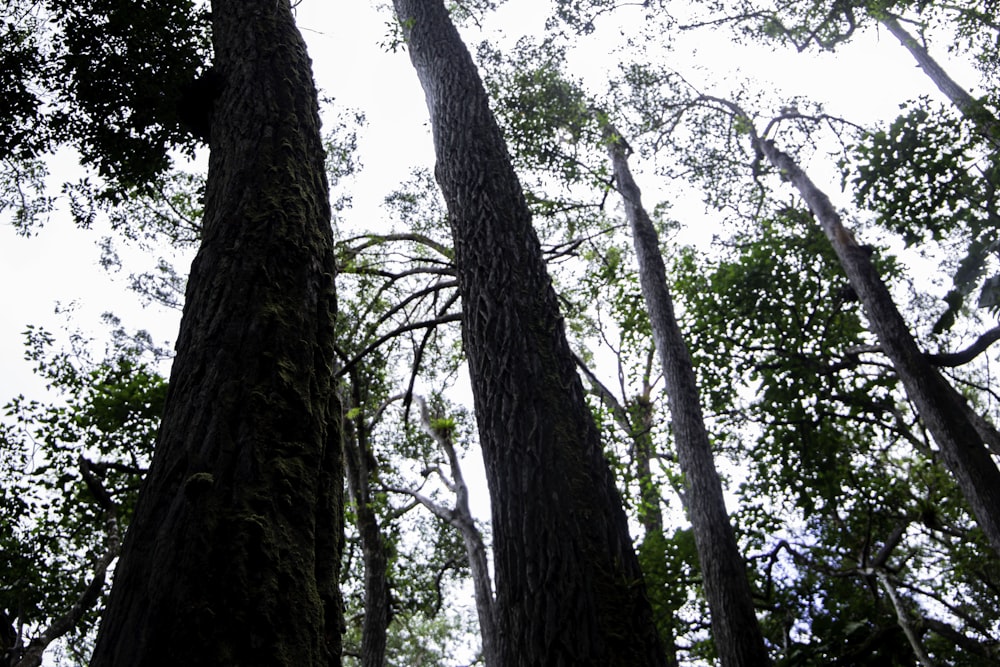 a group of trees