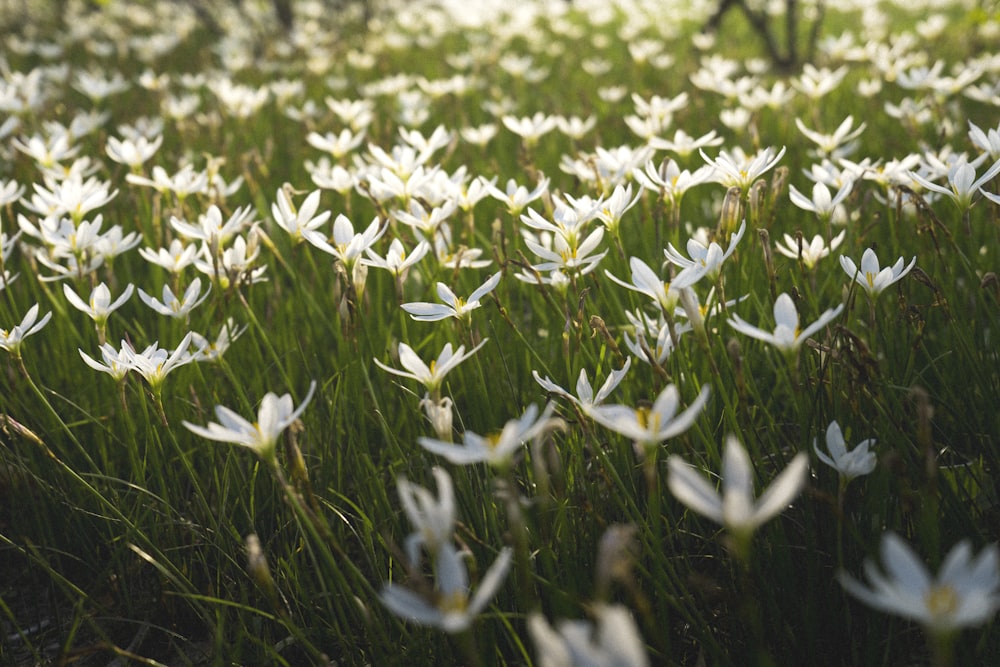 a close up of white flowers