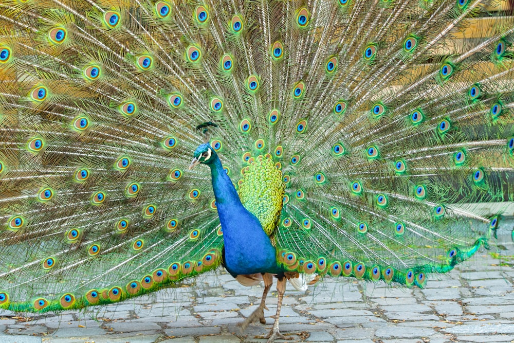 a peacock with its feathers spread