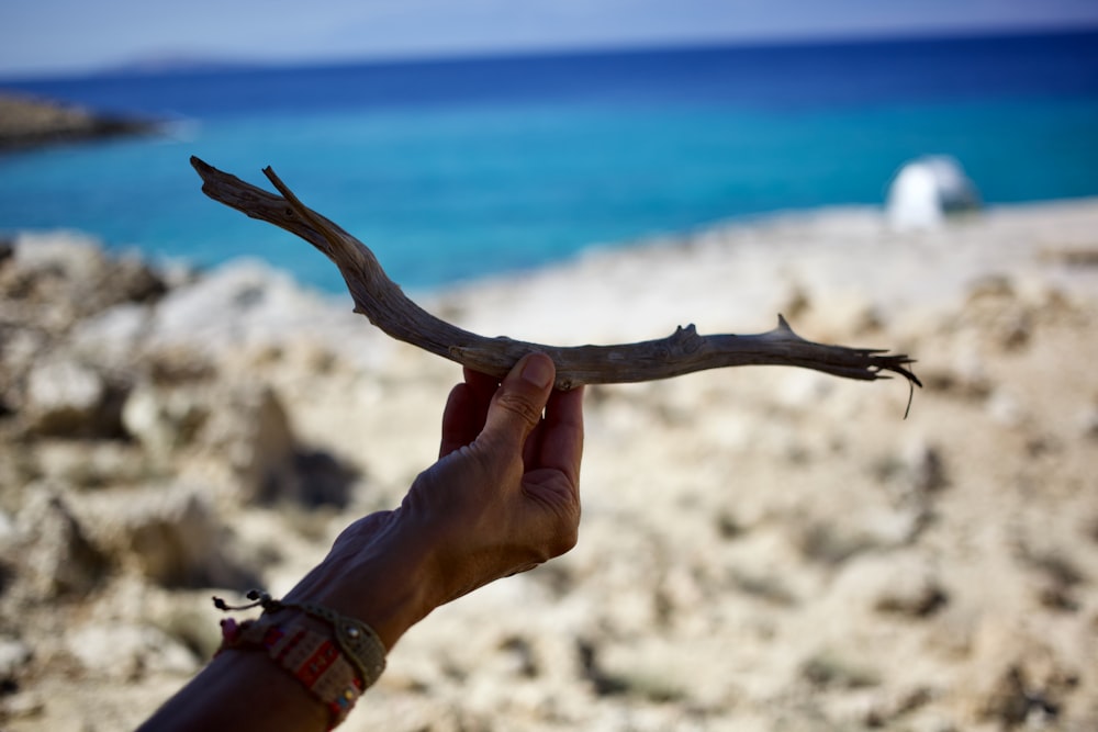 a hand holding a large lizard