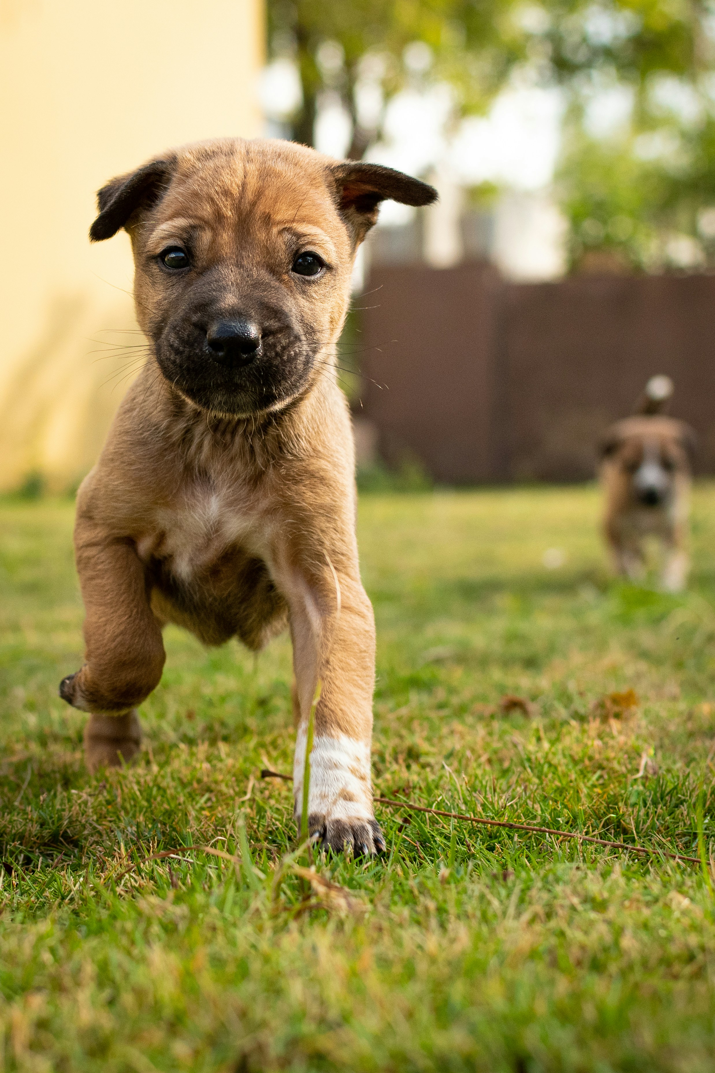 Indie Puppies are one of the most playful and intelligent pups. They are incredibly fast learners and can make for great house pets. Adopting them from a young age they can stay off the streets and have a much longer life.