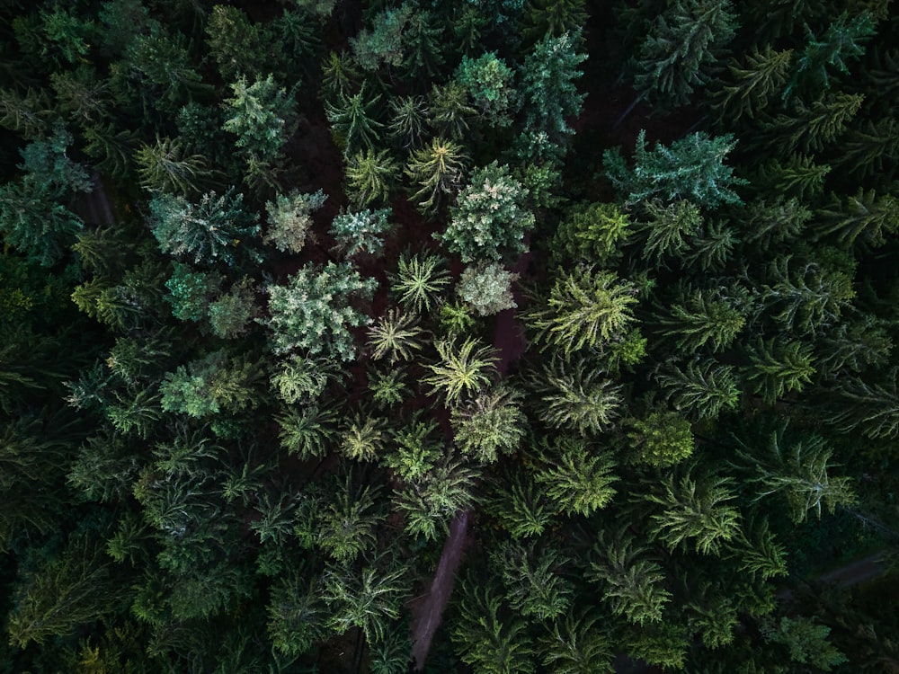 a group of green plants