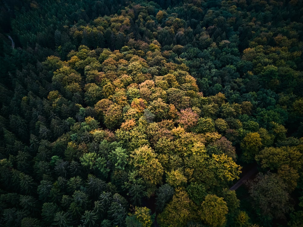 a forest of trees