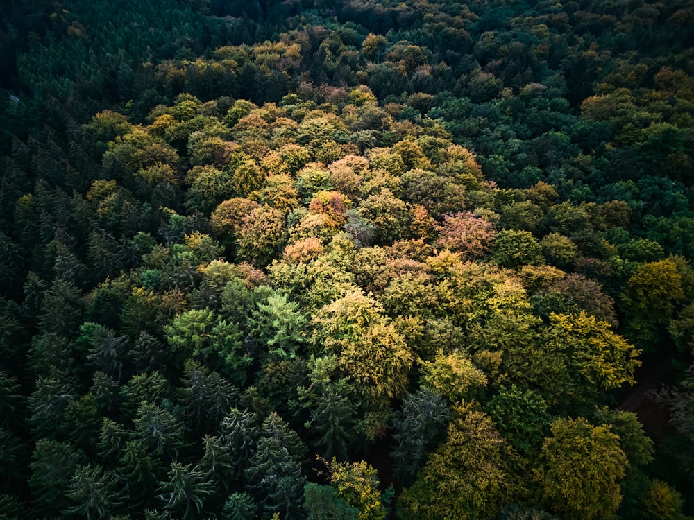 a forest of trees