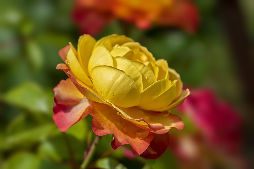 a close up of a flower