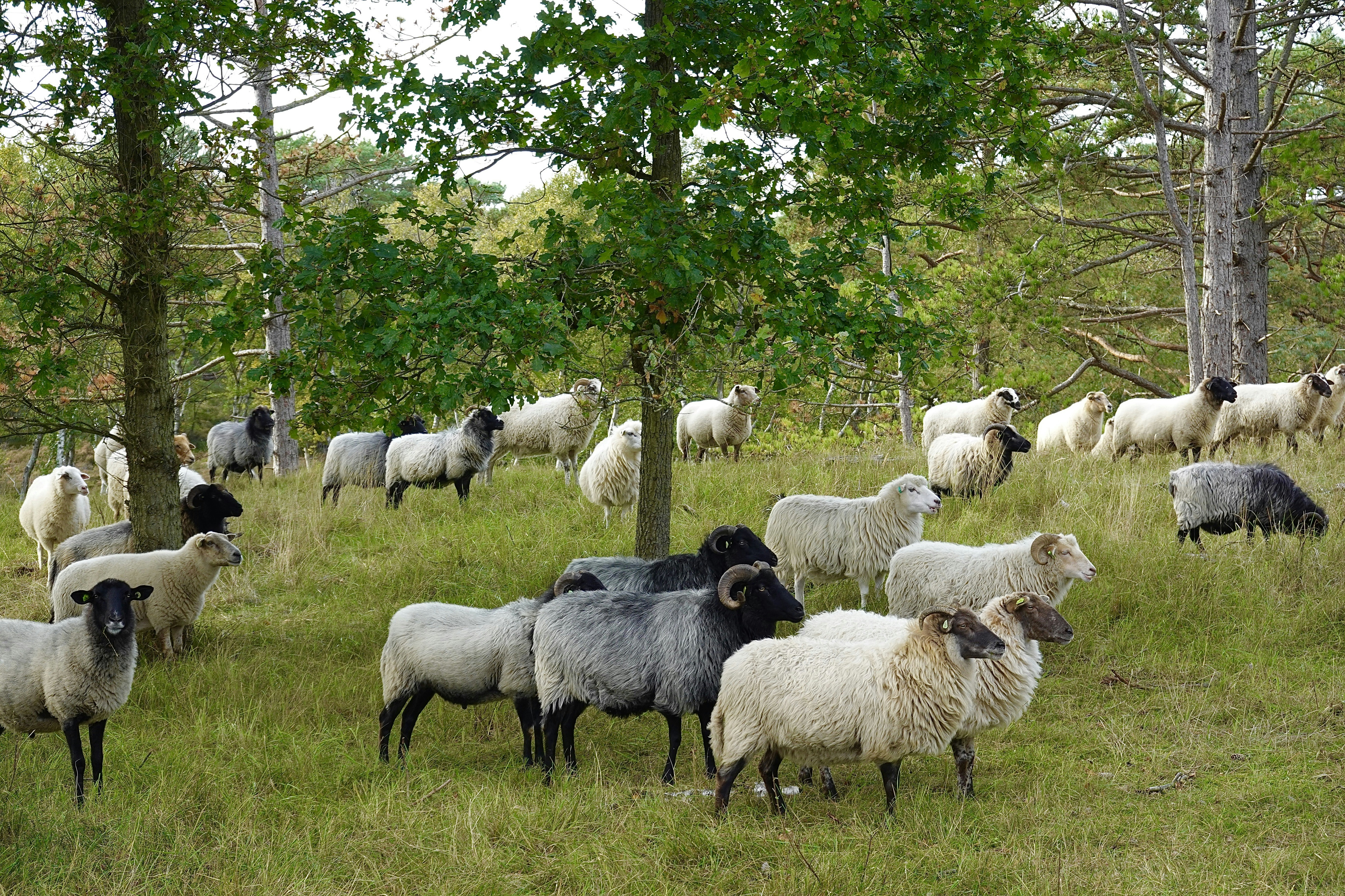 Un rebaño de ovejas pastando