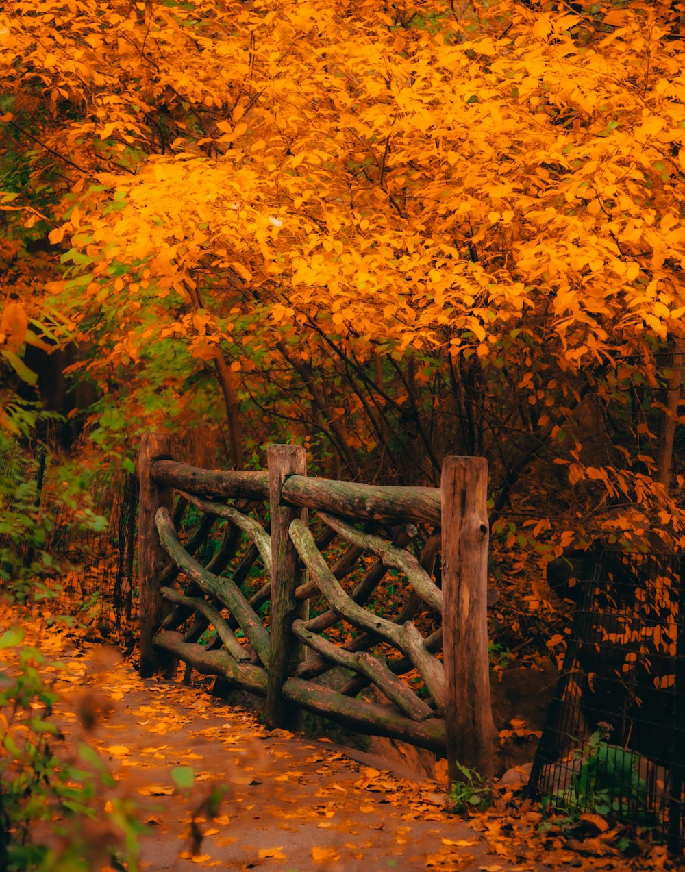 a wooden fence with yellow leaves